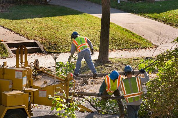 Best Professional Tree Care  in Shippensburg, PA